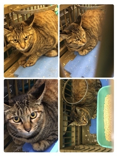 里親決定！有難うございました！飼い主死亡で保健所に持ち込まれたキジ 