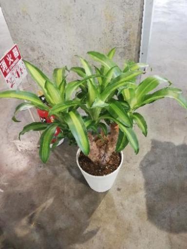 マッサンブランチ観葉植物花 卸売り花問屋 昭和町の家具の中古あげます 譲ります ジモティーで不用品の処分