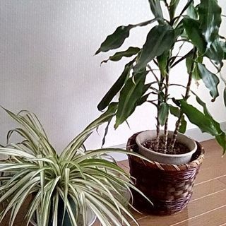 (商談中)観葉植物２鉢差し上げます。