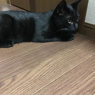 里親募集 黒猫 ４ヶ月 オス(譲渡先決まりました) - 猫