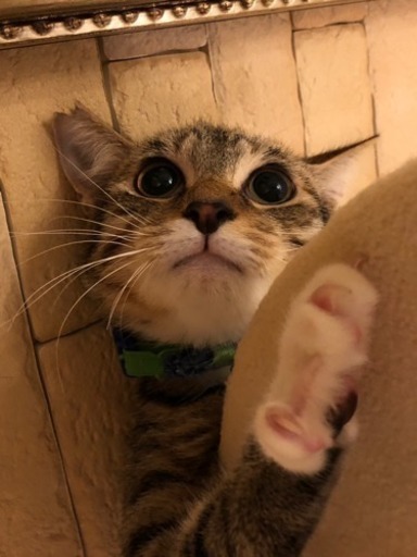 ライオン顔子猫 キジ白ルイージ はまねこ あずかり 平沼橋の猫の ライオン顔子猫 キジ白ルイージ はまねこ あずかり 平沼橋の猫の