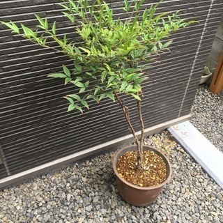 南天 ガーデニング 観葉植物