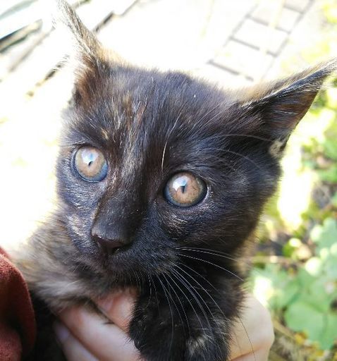 可愛い サビトラ２ヶ月の女の子 リプ 津山の猫の里親募集 ジモティー