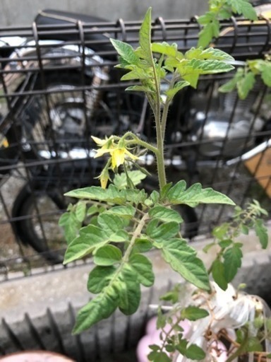花壇 植木 プランタ の植物の液体肥料にpsb ユウイチ 西代のその他の中古あげます 譲ります ジモティーで不用品の処分