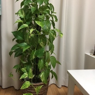 観葉植物 ポトス 高さ105cm