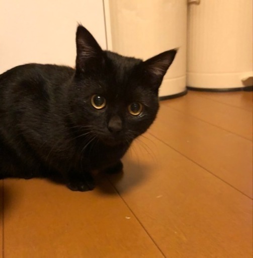 10ヶ月の黒猫 里親様決まりました (ちー) 富山の猫の里親募集｜ジモティー