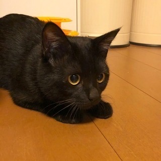 10ヶ月の黒猫 里親様決まりました - 富山市