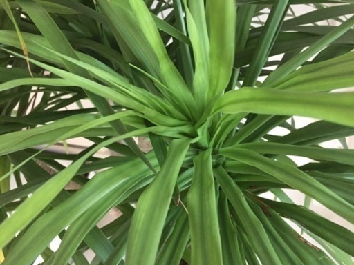 カンボジアーナ 観葉植物