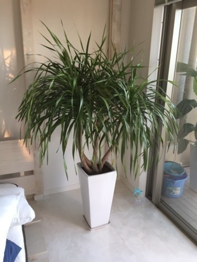 カンボジアーナ 観葉植物
