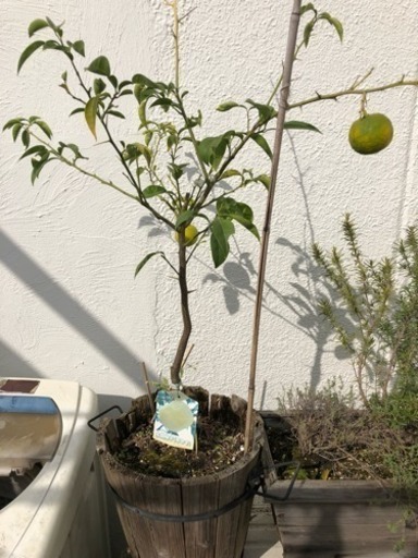 ゆず 木頭柚子 ガーデニング 観葉植物 園芸 家庭菜園 ノラ 代々木八幡のその他の中古あげます 譲ります ジモティーで不用品の処分