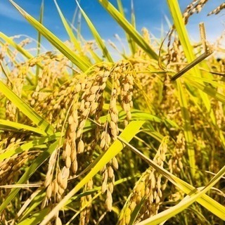 H30年魚沼産コシヒカリ新米！一等米。