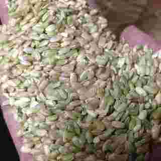 平成３０年産　キヌヒカリ　くず米（小米）　1kg当たり