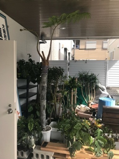 ヘゴの木＊観葉植物インテリアグリーン＊シダ