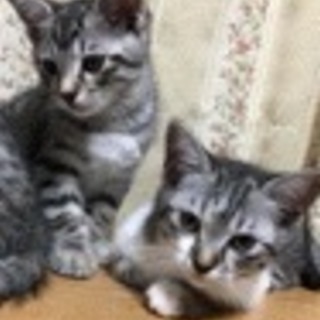 子猫が生まれました。里親になっていただける方 - 猫