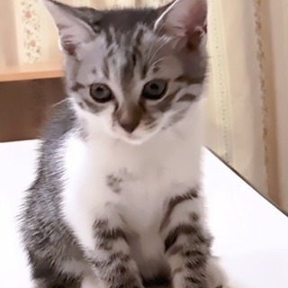 子猫が生まれました。里親になっていただける方 - 前橋市