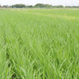 残り1袋　兵庫県中部　新米　2022年度　ヒノヒカリ　玄米　30ｋ　
