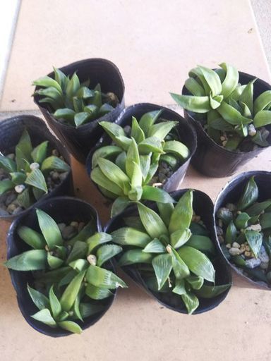 多肉植物 ハオルチア レツーサ Sunsun 鶴岡のその他の中古あげます 譲ります ジモティーで不用品の処分