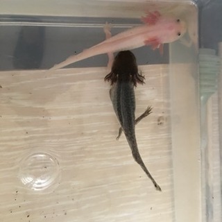 11ページ目 埼玉県 入間郡のその他の中古あげます 譲ります ジモティーで不用品の処分