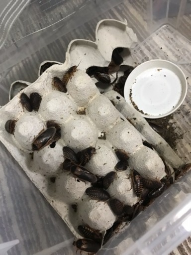デュビア