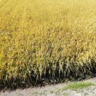 令和ニ年産ヒノヒカリ玄米30キロ