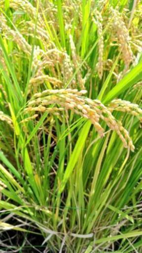 【売約済み】平成29年度 ひのひかり 30kg 10kg 25kg 玄米 100%