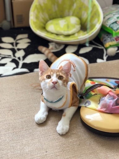 可愛い茶白猫男の子 福猫 福山の猫の里親募集 ジモティー