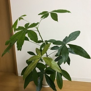 【※難あり※ 観葉植物】パキラ