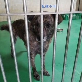 里親決定！有難うございました！飼育放棄で持ち込まれた琉球犬ミックス風、穏やかでフレンドリーな４歳の男の子が助けを待っています❗️県外譲渡可🐶お願いします🐶 - 犬