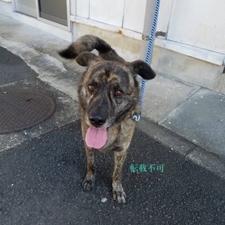 里親決定！有難うございました！飼育放棄で持ち込まれた琉球犬ミックス風、穏やかでフレンドリーな４歳の男の子が助けを待っています❗️県外譲渡可🐶お願いします🐶 - 大村市