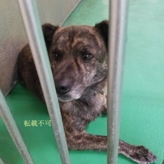 琉球犬 里親募集 ジモティー 琉球犬 里親募集 ジモティー