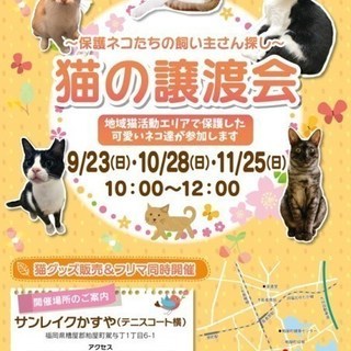 【かすやねこ】10月 猫の譲渡会を開催します！