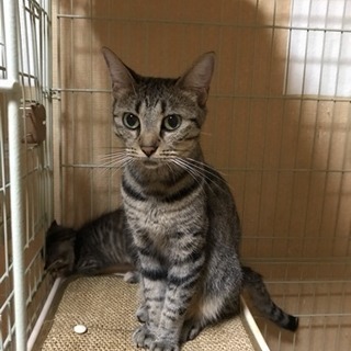 多頭飼育崩壊により急遽保護致しました