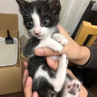 9月10日生まれのハチワレ男の子♡の画像