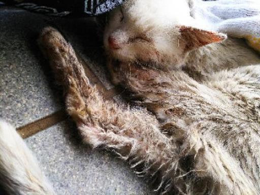 愛護団体に相談中 野良猫 成猫 人懐っこい可愛い子です マミ 千葉の猫の里親募集 ジモティー 愛護団体に相談中 野良猫 成猫 人懐っこい可愛い子です マミ 千葉の猫の里親募集 ジモティー