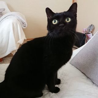 黒い美猫、5歳