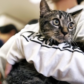 11月10日(土) 猫の譲渡会 名古屋市港区 社会福祉法人 中部盲導犬協会　みなと猫の会 主催 - その他