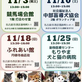 11月10日(土) 猫の譲渡会 名古屋市港区 社会福祉法人 中部盲導犬協会　みなと猫の会 主催 - イベント