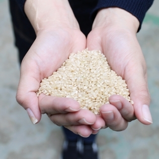 低農薬　コシヒカリ　米　はじめましてセット　丹波産黒枝豆付き　期間限定