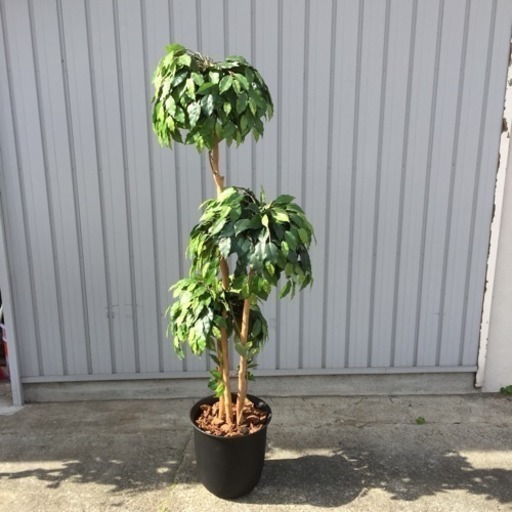 観葉植物