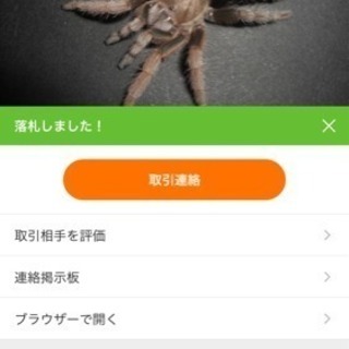 メキシカンダイアモンドバッグ タランチュラ