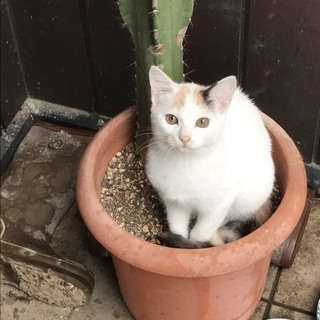 〈決定しました〉かわいい子猫（メス４か月）