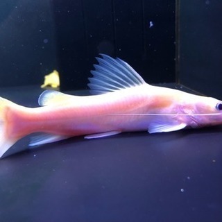スケルトン アジアンレッドテールキャット 検索用［熱帯魚 水槽