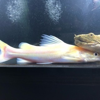 スケルトン アジアンレッドテールキャット 検索用[熱帯魚 水槽 スケルトン アジアンレッドテールキャット 検索用[熱帯魚 水槽