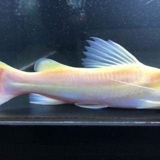 スケルトン アジアンレッドテールキャット 検索用[熱帯魚 水槽 スケルトン アジアンレッドテールキャット 検索用[熱帯魚 水槽