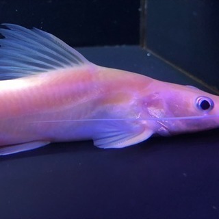 スケルトン アジアンレッドテールキャット 検索用[熱帯魚 水槽 スケルトン アジアンレッドテールキャット 検索用[熱帯魚 水槽