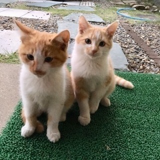 生後3・4ヶ月の猫ちゃん2匹(男の子)