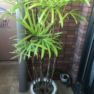 観葉植物 シェロ竹