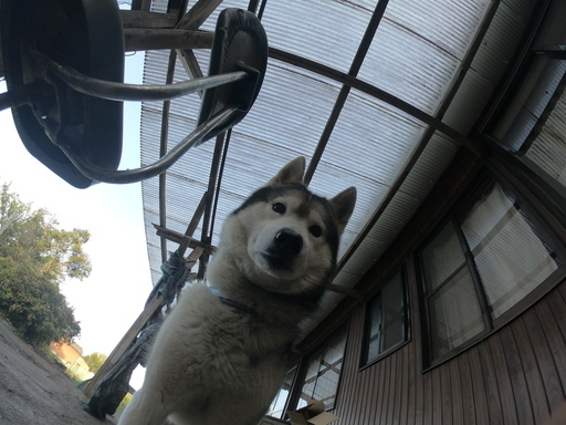 ペット動画撮りませんか 犬友や動物好きな方募集です 此方ハスキーと兎を飼っています ふくろう 児湯の友達のメンバー募集 無料掲載の掲示板 ジモティー ペット動画撮りませんか 犬友や動物好きな方募集です 此方ハスキーと兎を飼っています ふくろう 児湯の友達のメンバー募集 無料掲載の掲示板 ジモティー