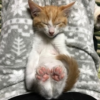 子猫の茶トラちゃん🐱✨✨ − 群馬県