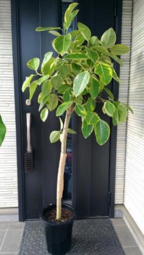 観葉植物【特大】フィカス・アルテシマ